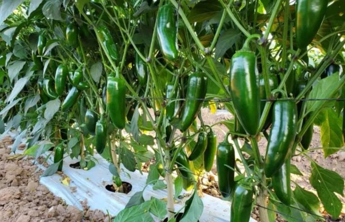 Cultivo de chile jalapeño con acolchado y riego por goteo